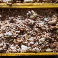 Photograph of fermenting cacao pulp and beans taken by Cloudpot in Lampung Indonesia