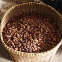 Photograph of fermented cacao beans taken by Cloudpot in Lampung Indonesia