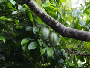 Photograph of cacao pods taken by Cloudpot in Lampung Indonesia