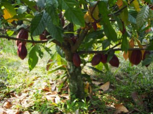 Photograph of cacao tree taken by Cloudpot in Lampung Indonesia