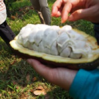 Photograph of cacao seed pulp taken by Cloudpot in Lampung Indonesia